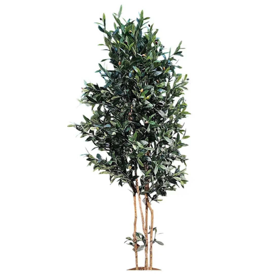 The Mediterranean Solstice Olive Tree